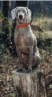 Jaeger, Joshua's Weimaraner